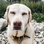 STELLA HOUSE - @stellahouse_maine - Instagram