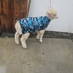 stella hood - @stellas_kritter_farm - Instagram