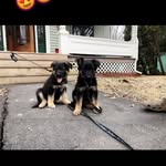 Stella & Kane - @madrivershepherds - Instagram