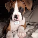 Stella Kane - @stella_pureboxer - Instagram