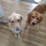 Sam and Stella Keller - @goldenwigglebutts1 - Instagram