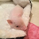 Stella Marie Keller - @stella_themicropig - Instagram