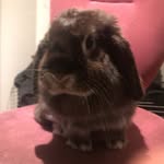Camilla - @stella_maluca_rod_knudsen - Instagram
