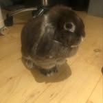 Stella rød knudsen - @stellaknudsen123 - Instagram