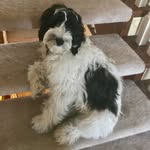 Stella Luongo - @stella_luongo - Instagram