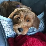 Stella Mackenzie - @stellardoodle - Instagram