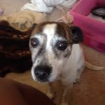 Stella Mccarthy - @stella6cutie5pals - Instagram