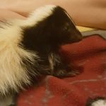 Stella May McGuire - @stella_theskunk - Instagram