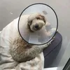 Hii! - @stella.mcintosh - TikTok