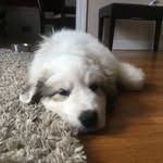 stella mcintosh - @stellathepyr - Instagram