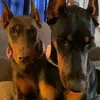 stellamcintosh0 - @velarue43 - TikTok