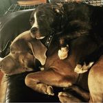 Mosley and Stella ❤️👑💜 - @mosley_and_stella - Instagram