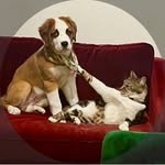 Stella & Murray - @stellafurrymurray - Instagram