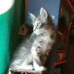 Stella Olson - @eyeofthehousecat - Instagram