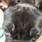 Stella - @stella_olson_the_puppy - Instagram