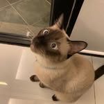 Stella Pang - @stella.pang.754 - Instagram