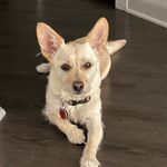 Stella Buttercup Patterson - @stellabuttercup - Instagram