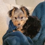stella Patterson - @stellatheyorkie_22 - Instagram