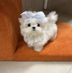 Stella Ponce - Facebook