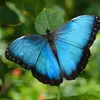 🦋butterfly🦋1526🦋 - @stellapriest5 - TikTok