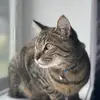 Stella - @sproctor16 - TikTok