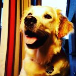 Stella Purcell - @rosegoldstella - Instagram