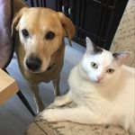 Stella Rodgers - @me_casa_zoo_casa - Instagram