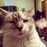 Stella And Ruddles - @stellaruddles2016 - Instagram