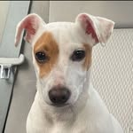 ༉‧₊ Stella ༉‧₊˚ - @stella_thejackrussellmx - Instagram