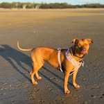 Stella Russell - @stelladog_thestaffy - Instagram