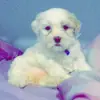 StellaRussell - @stellarussell - TikTok