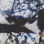 Stella Salazar - @nanako2012 - Instagram