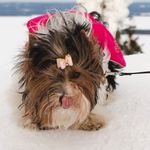 𝐒𝐭𝐞𝐥𝐥𝐚 & 𝐒𝐞𝐞𝐥𝐚 🎀🐾 - @stellaseela.biewer - Instagram