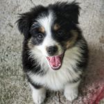 Stella - Australian Shepard - @mini_aussie_stella - Instagram
