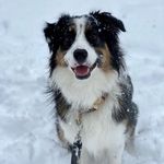 Stella | Australian Shepard - @stella_theaussiee - Instagram