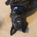 Stella May - @stella_the_dutch_shepard - Instagram