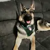 stella - @shepardstella - TikTok