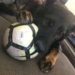 Stella - @stella__german_shepard - Instagram