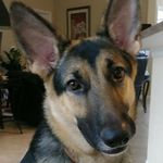 Stella - @stella_the_german_shepard_ - Instagram