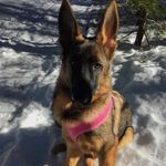 Stella - @stella_the_shepard - Instagram