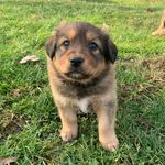 Stella - @stella_thee_shepard - Instagram
