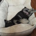 Stella the German Shepard - @stella_artois_1738 - Instagram