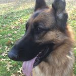 Stella The German Shepard - @stellabellathegermanshepherd - Instagram