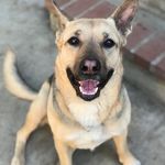 Stella the German Shepard - @shepardnamedstella - Instagram