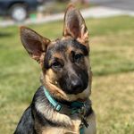 Stella the German Shepard - @stella_the_gsd2022 - Instagram