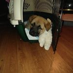 stella the shepard - @i.wish.i.was.waffles - Instagram