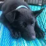 Stella The Shepard - @stellatheshepard - Instagram