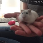 @stellasing_ - Instagram