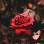stella singh - @stella32166 - Instagram
