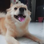 Stella Singh - @stella.the.culturepom - Instagram